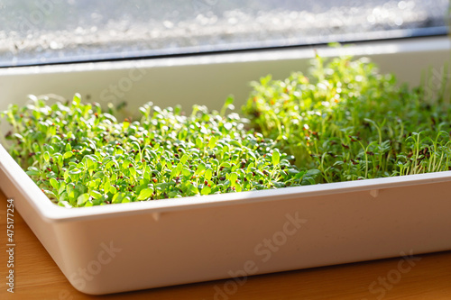Alfalfa micro herbs. Sprouting Microgreens. Seed Germination at home. Vegan and healthy eating concept. Sprouted alfalfa Seeds, Micro greens. Growing sprouts. Green living concept. photo