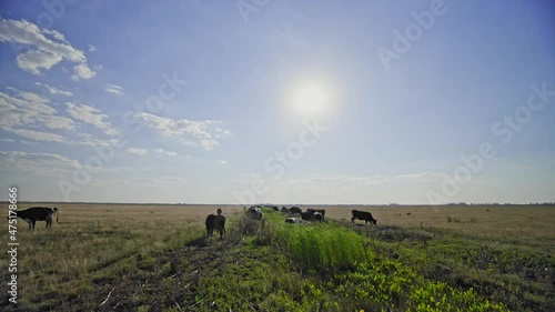 Green meadow with cows illuminated by the rising sun. Multicolored cows roam freely on the pasture. Rural sunrise. 