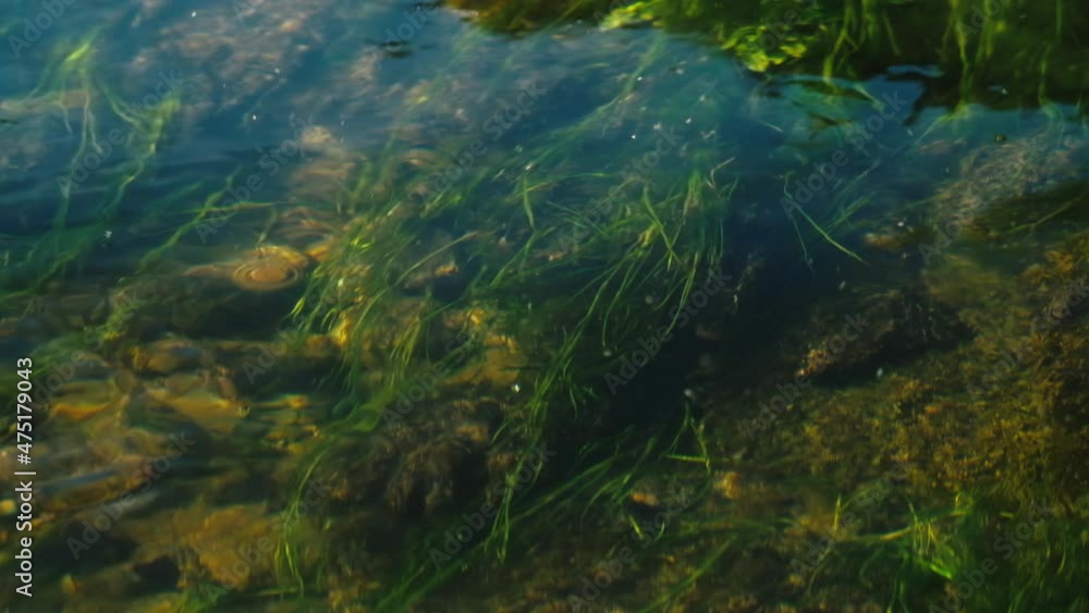 Summer river. Surface of the river with weed swinging in the stream Summer river. Surface of the river with weed swinging in the stream
