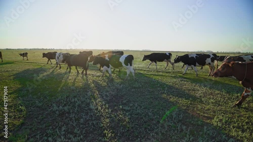 Natural farming. Multicolored cows roam freely on the green pasture. Successful dairy business. Production of organic milk.