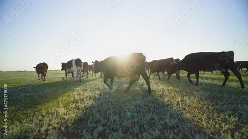 Sunrise in the pasture. Successful dairy business. Production of organic milk. Multicolored cows roam freely on the green pasture.