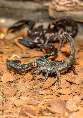 Imperial scorpion close-up on the ground. Black big scorpion. animal scorpion alive © Vera