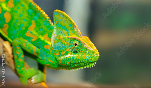 Beautiful Chameleon closeup isolated on white background. Multicolor beautiful reptile chameleon with colorful bright skin. The concept of disguise and bright skins. Exotic tropical animal.