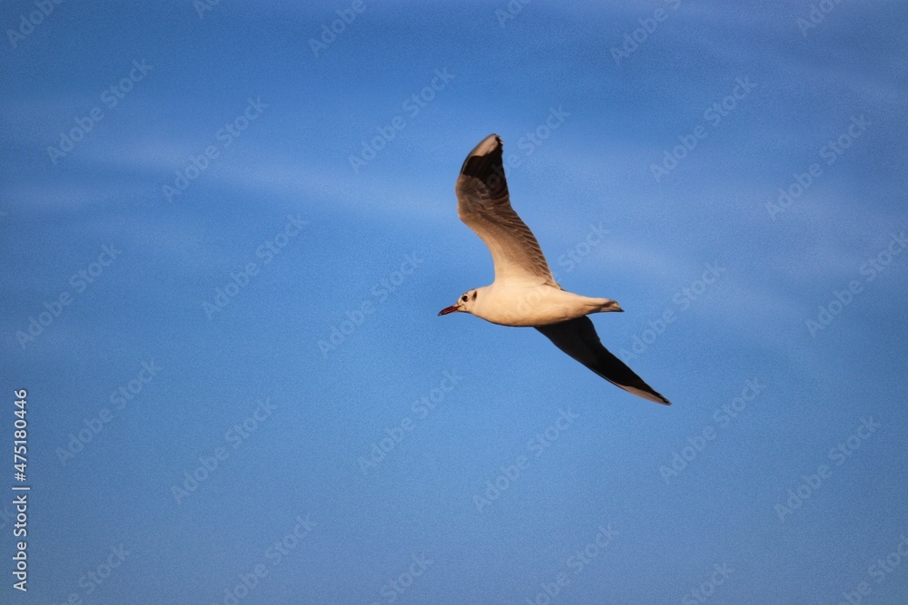 Beautiful birds flying over the sea in the winter of Rio Grande do Sul. Beautiful birds flying over the sea in the winter of Rio Grande do Sul.