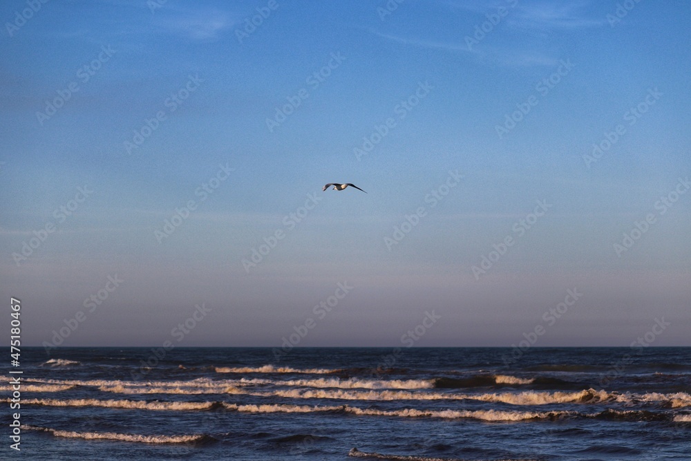Beautiful birds flying over the sea in the winter of Rio Grande do Sul.