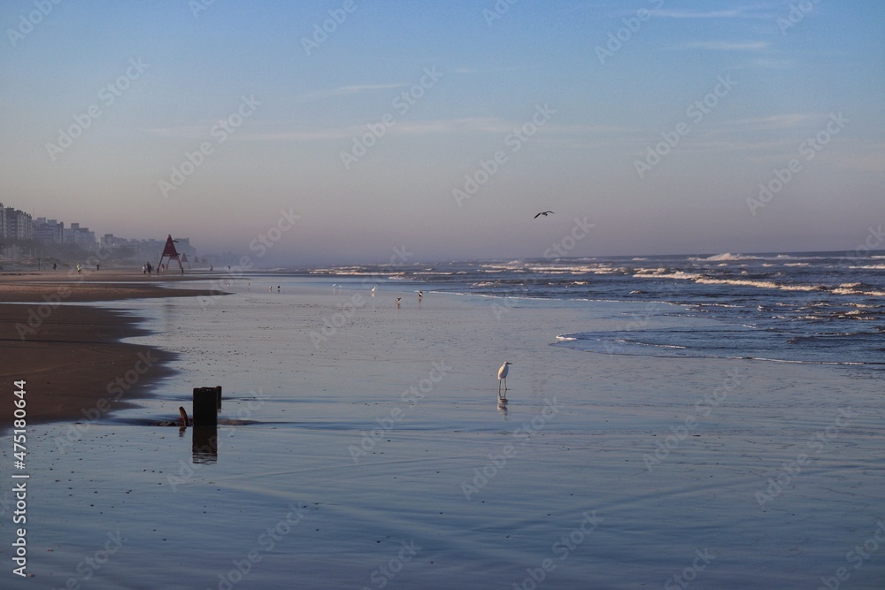 Beautiful birds flying over the sea in the winter of Rio Grande do Sul. Beautiful birds flying over the sea in the winter of Rio Grande do Sul.