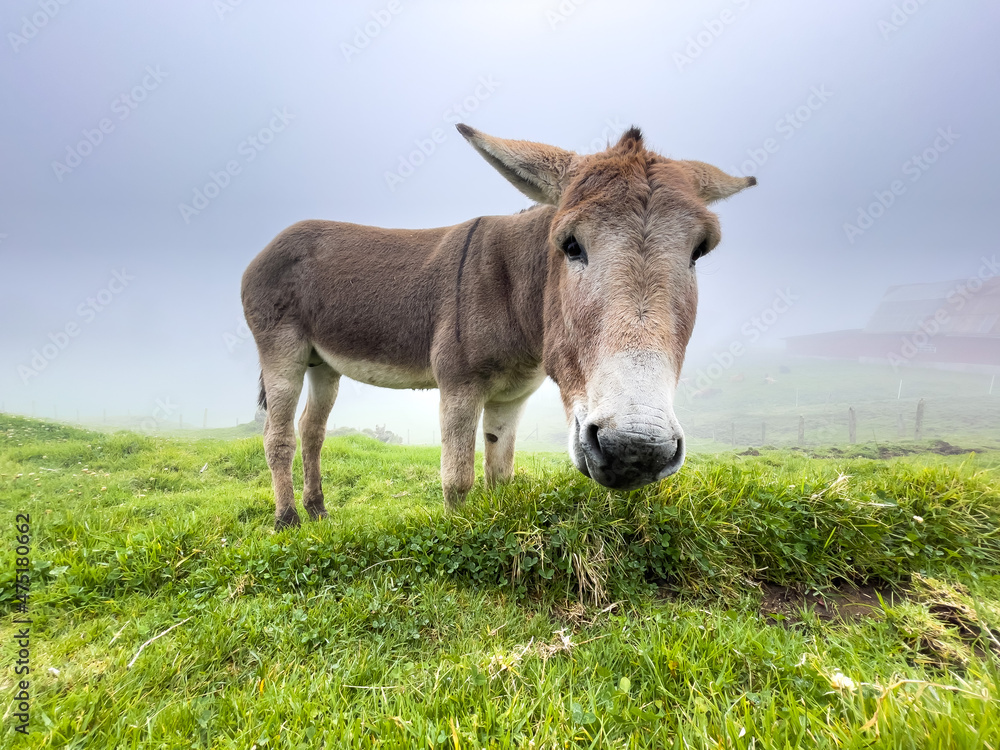 Beautiful closeup view of a magnificent friendly Donkey