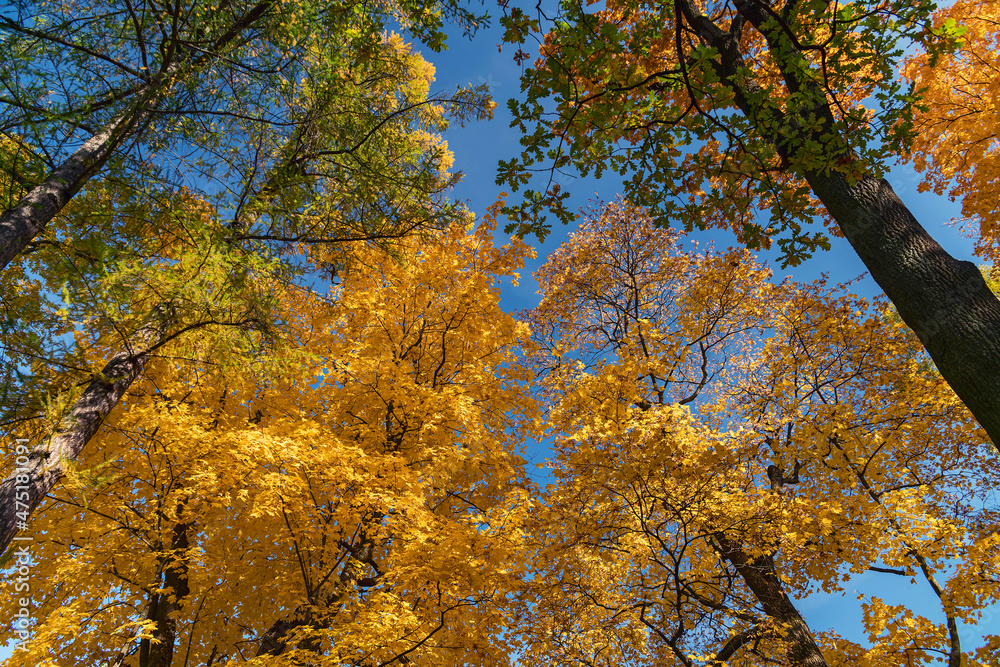 Sunshine daylight illuminates yellow tree crowns, yellow autumn foliage background Sunshine daylight illuminates yellow tree crowns, yellow autumn foliage background
