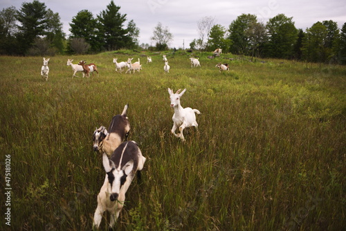 Dairy goats grazing in a field during the summer season in Ontario, Canada.