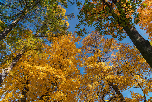 Sunshine daylight illuminates yellow tree crowns, yellow autumn foliage background