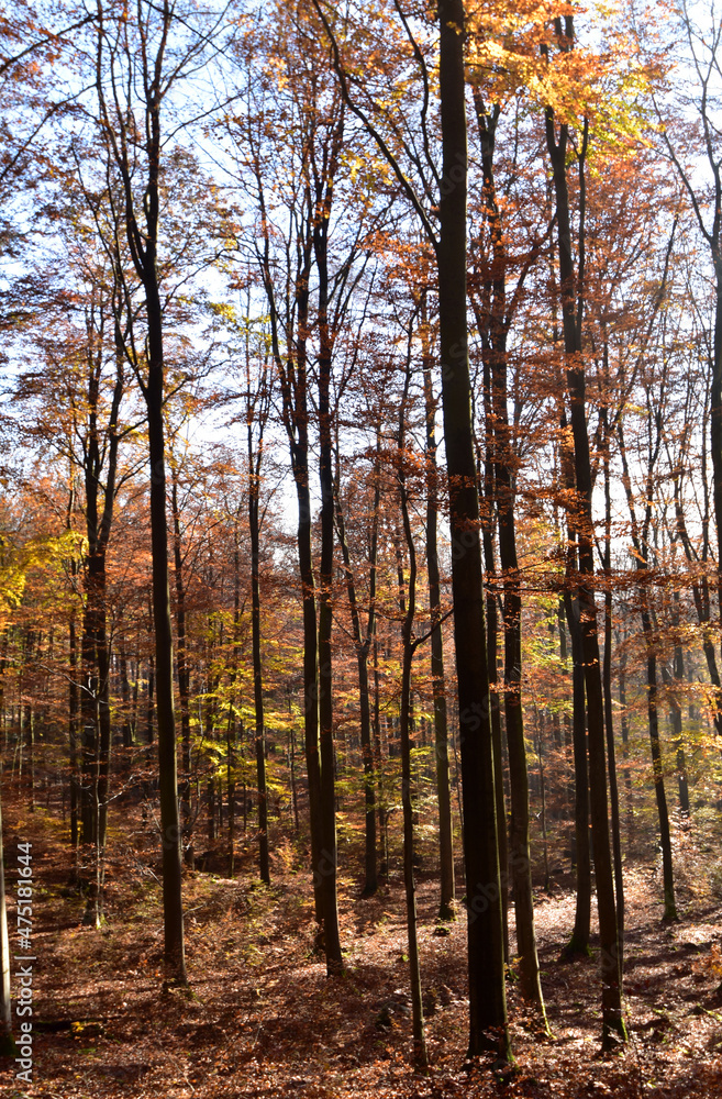 Obraz premium Herbstlicher Buchenwald im Nationalpark Hunsrück-Hochwald