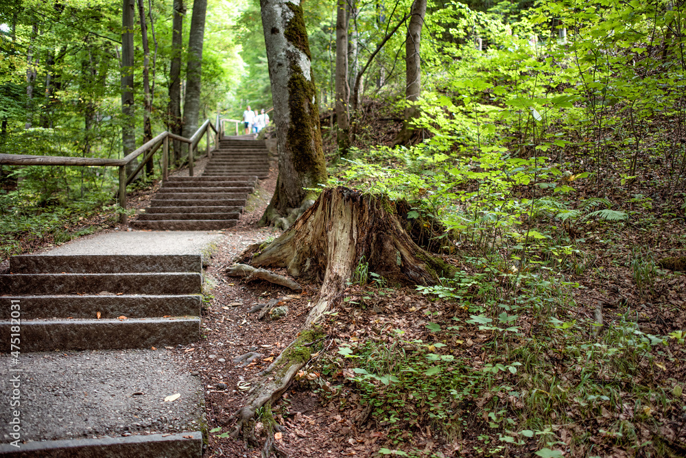 Obraz premium A path going through the forest on a summer day.