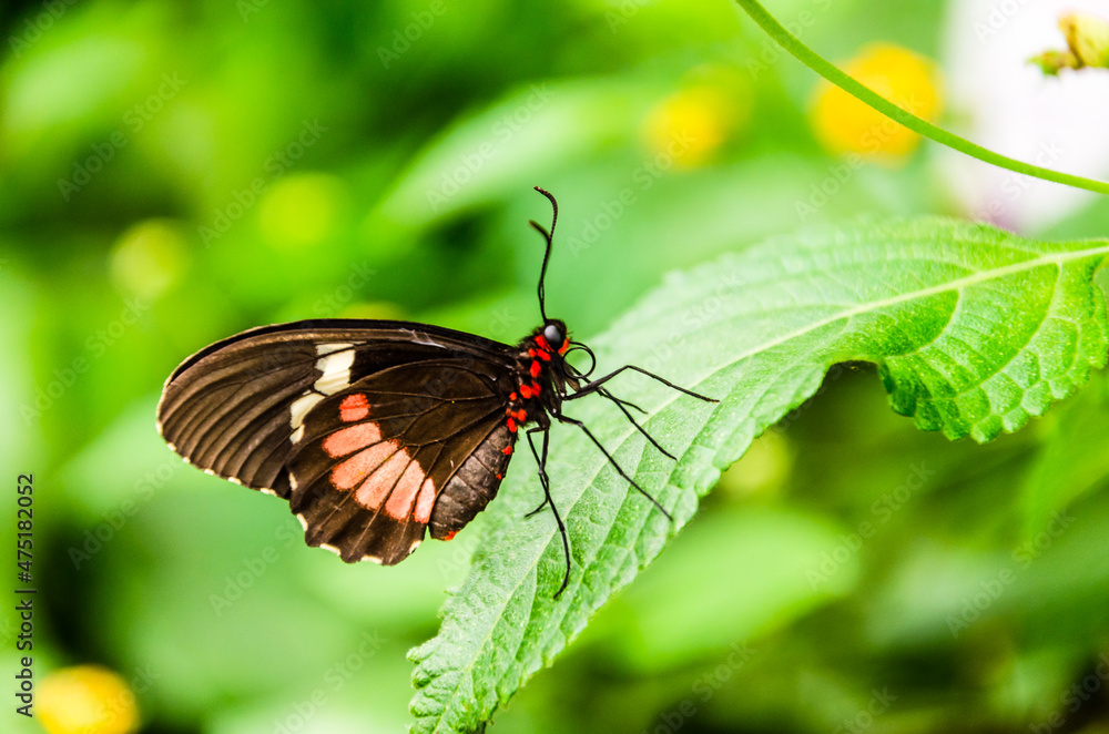 Fototapeta premium Butterfly Parides Iphidamas or Heart butterfly with red patches