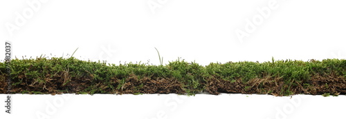 Foto Green moss and grass isolated on white background and texture, side view