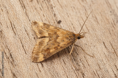 Obraz na plátně Closeup on the brown Golden pearl moth, Anania verbascalis moth