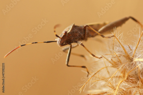 Closeup on a brown squasbug, Camptopus lateralis, from the Gard, photo