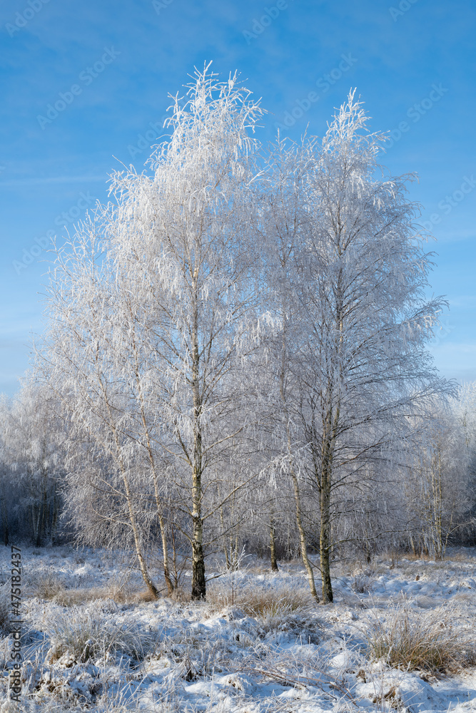 Winter in the birch forest. Hoarfrost on a sunny morning. Świętokrzyskie, Poland. Winter in the birch forest. Hoarfrost on a sunny morning. Świętokrzyskie, Poland.