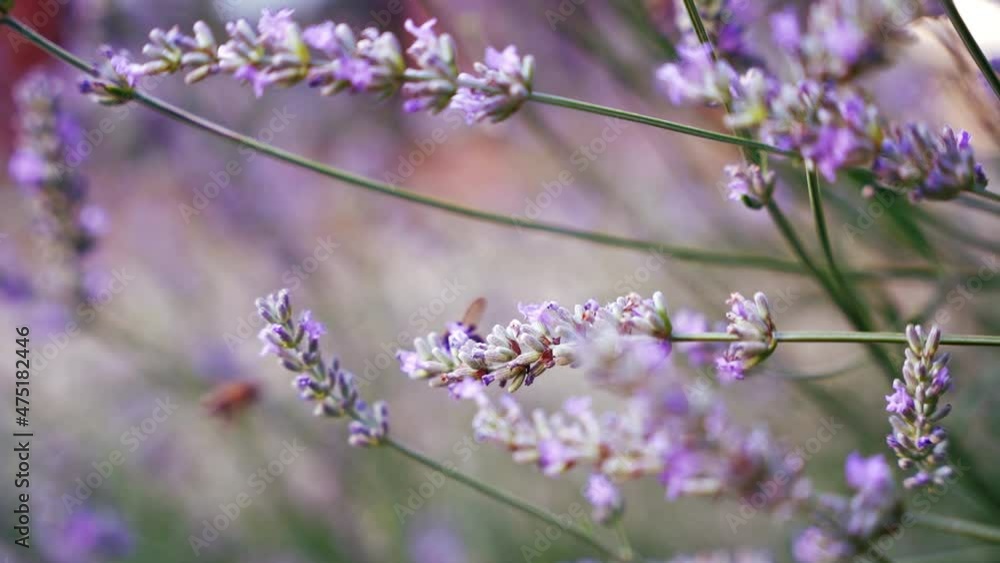 Lavender purple flowers bush and bumblebee bokeh detail, dreamy nature