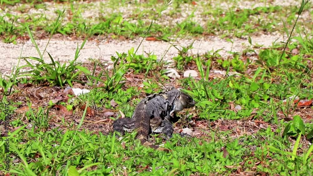 Mexican iguana lies on green grass nature forest of Mexico. Mexican iguana lies on green grass nature forest of Mexico.
