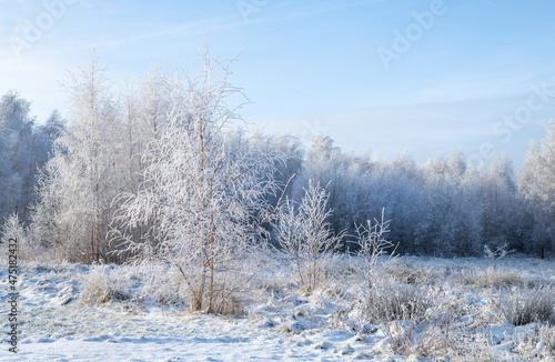 Winter in the birch forest. Hoarfrost on a sunny morning. Świętokrzyskie, Poland.