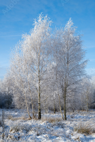 Winter in the birch forest. Hoarfrost on a sunny morning. Świętokrzyskie, Poland.