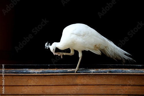 Slika na platnu The gracefulness of the white peacock Turkey Izmit zoo