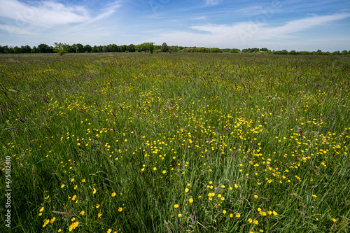 Grünland - langes Gras in einer Mähweide. © Countrypixel