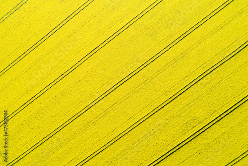 Wallpaper Mural Rapsfelder - Gute Werbung für Ackerbau und nachwachsene Rohstoffe. Torontodigital.ca