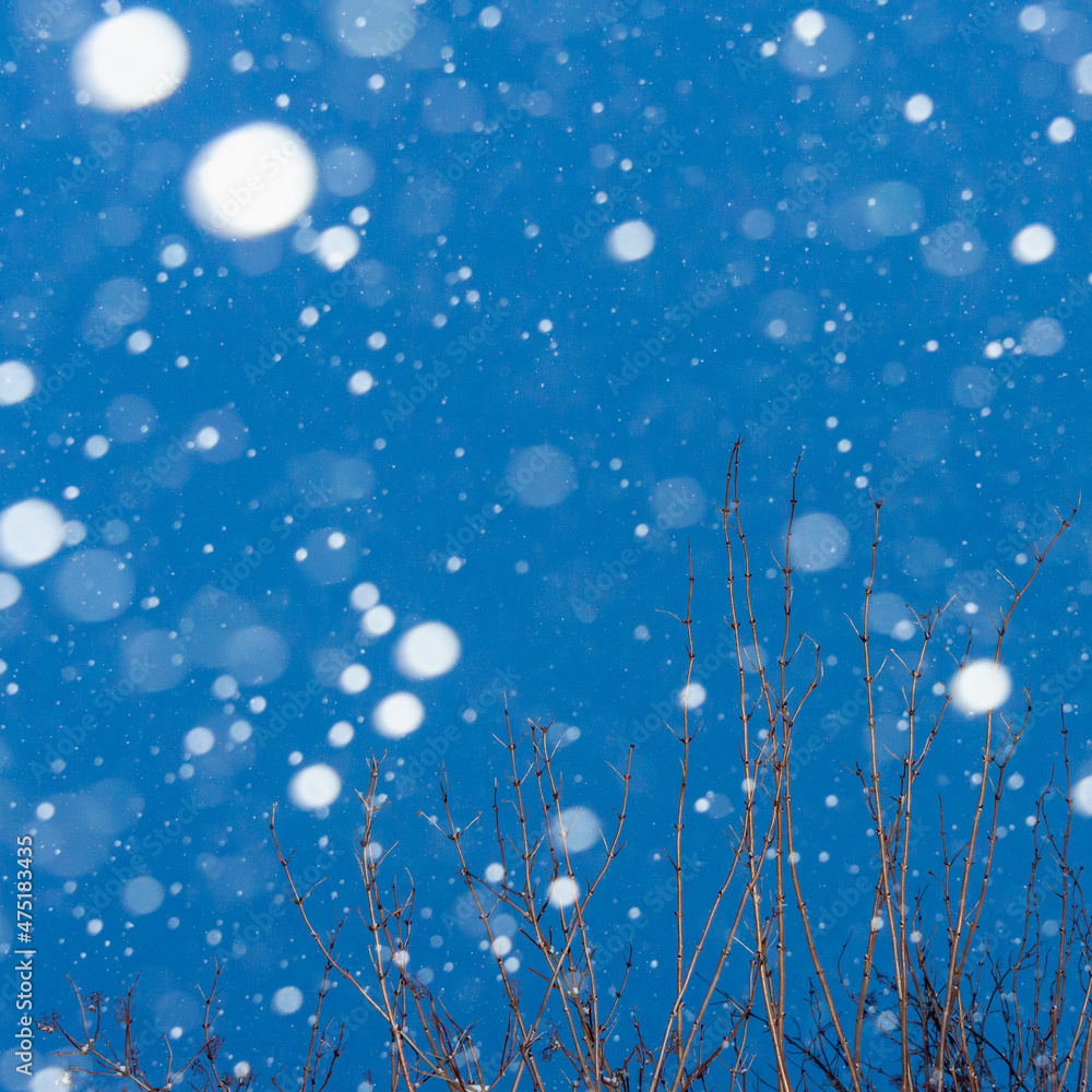 Snowing. Snowflakes fall on tree branches. Snowing. Snowflakes fall on tree branches.