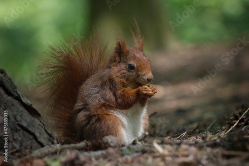 squirrel eating nut © Hana