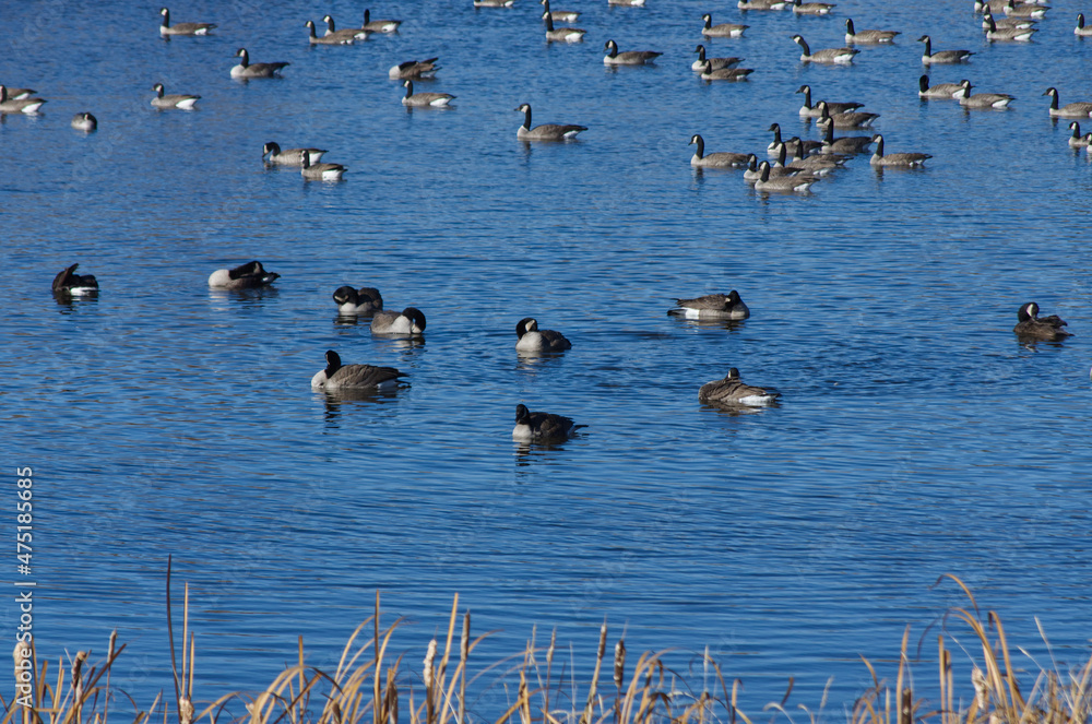 Fototapeta premium An Enormous Flock of Canada Geese