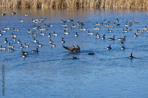 An Enormous Flock of Canada Geese