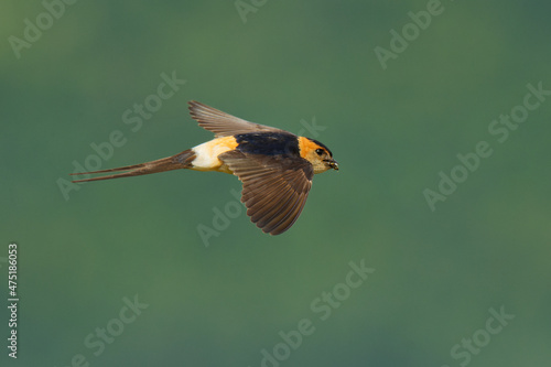 Red-rumped Swallow - Hirundo daurica small passerine bird in swallow family, breeds in open hilly country of southern Europe and Asia, flying bird on the green background