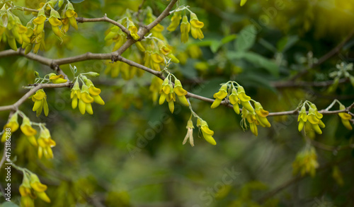 Flora of Gran Canaria - yellow flowers of Anagyris latifolia, oro de risco or cliff gold, legume endemic to Canary Islands, almost extinct in the wild on the island natural macro floral background 