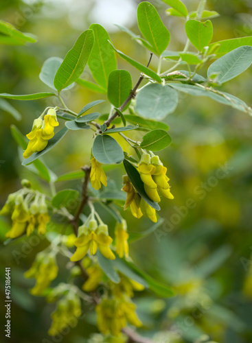 Flora of Gran Canaria - yellow flowers of Anagyris latifolia, oro de risco or cliff gold, legume endemic to Canary Islands, almost extinct in the wild on the island natural macro floral background 