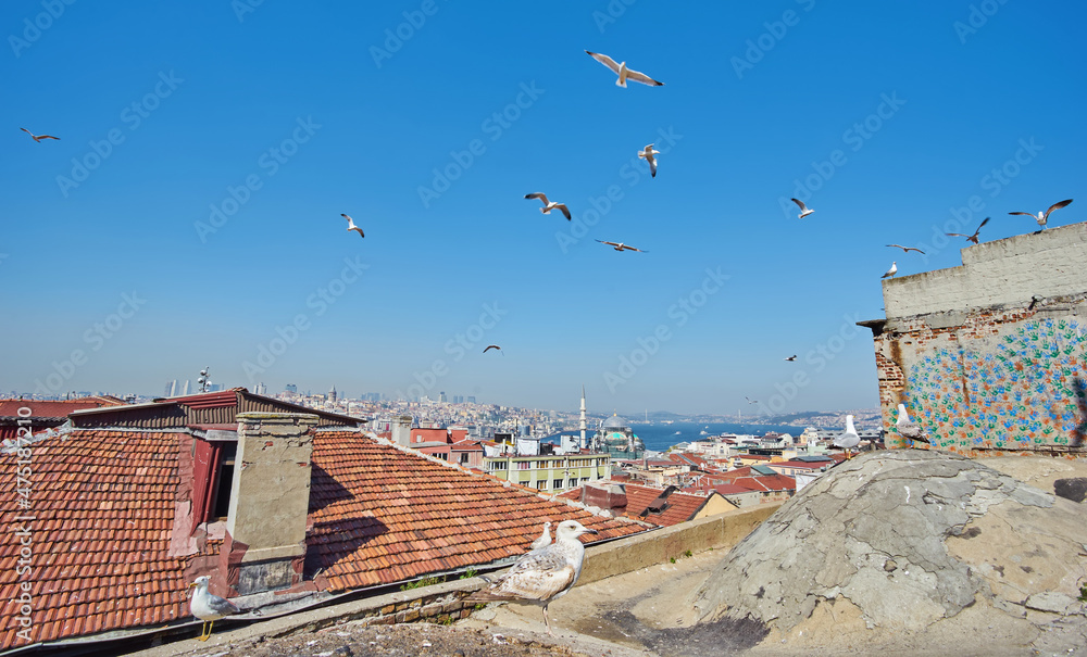 View of the Bosphorus Bay from the roof. Red roofs of Istanbul. Gulls fly to Istanbul, Turkey.