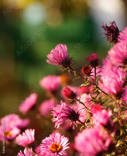 Pink chrysanthemum blooming in the garden. Close up, side view