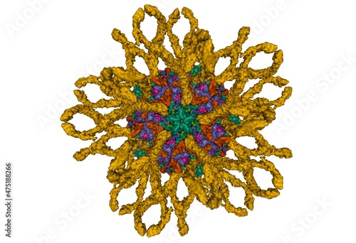 Cryo-em structure of human coxsackievirus A21 complexed with five domain icam-1 (brown). 3D Gaussian surface model, PDB 1z7z, white background photo