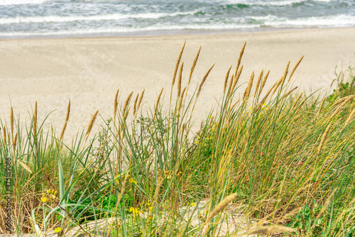 Sandy beach with grass on the seashore.