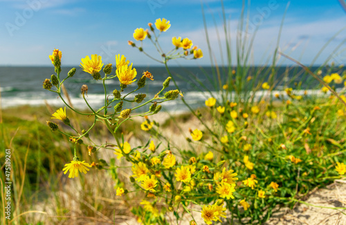 yellow dandelion flowers bloomed on the sea beach. © YuNIK