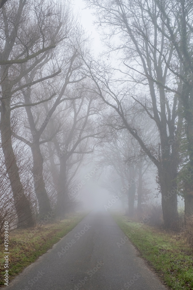 Obraz premium Bäume im Nebel