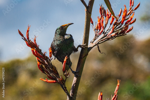 New Zealand native Tui on a flax flower stalk