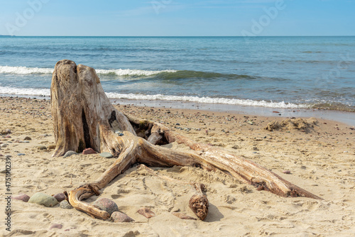wooden snag on the sandy beach.