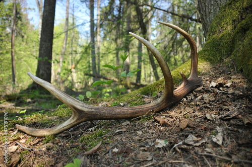 Fotografering Deer antlers lost by a bull deep in the forest