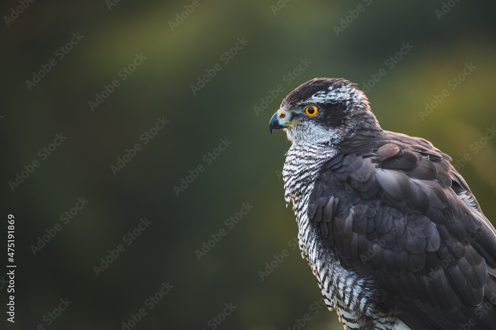 Eurasian sparrow hawk, Accipiter nisus, sitting on the ground. Wildlife animal from nature. Bird in the dark forest habitat. Eurasian sparrow hawk, Accipiter nisus, sitting on the ground. Wildlife animal from nature. Bird in the dark forest habitat.