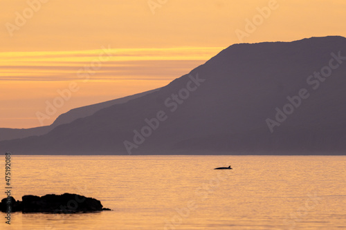 Scenic view of a Minke Whale on the surface of the sea during a beautiful sunset in  Scotland photo