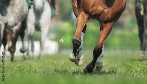 Tableau sur toile Close up of legs and hooves as race horses run at us on turf track