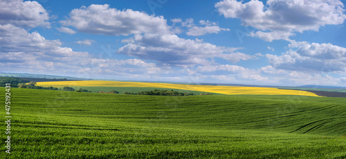 Agricultural field of green shoots of winter wheat and blooming yellow rape o...