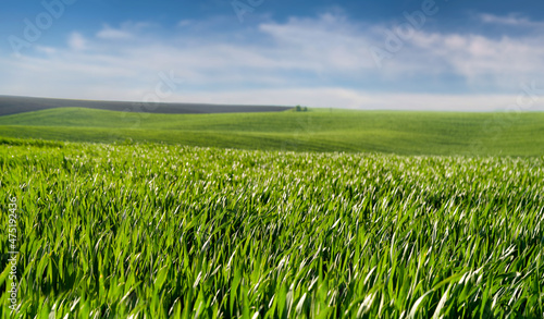 Green spring wavy fields of wheat crops, wavy, with lines of rural rural land...