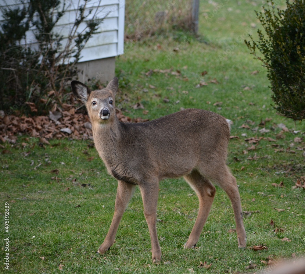 Young Doe Young Doe